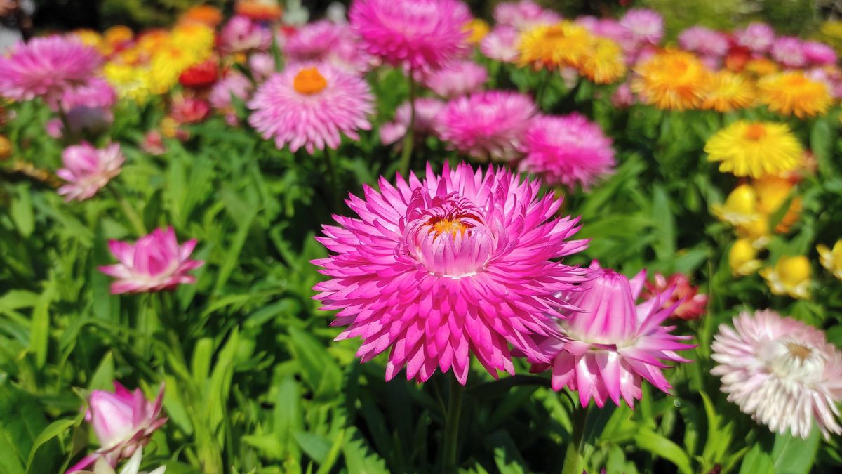 Za málo peněz hodně retro muziky: Slaměnky rozzáří zahradu záplavou pestrých barev